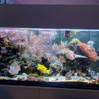 Gesamtansicht Aquarium linke Seite