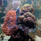 Gesamtansicht Aquarium Kopfseite