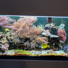 Gesamtansicht Aquarium links