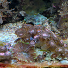 Zoanthus Krustenanemonen Alien Explosion