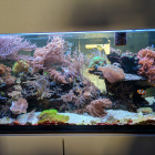 Gesamtansicht Aquarium links