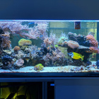 Gesamtansicht Aquarium links