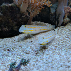 Grundelpärchen (Valenciennea puellaris)