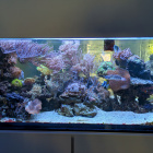 Gesamtansicht Aquarium links