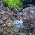 Krustenanemonen