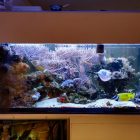 Gesamtansicht Aquarium linke Seite