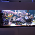 Gesamtansicht Aquarium linke Seite