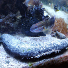 Seegurke und Amblygobius phalaena Grundel