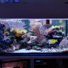 Gesamtansicht Aquarium links