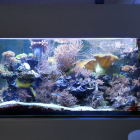 Gesamtansicht Aquarium rechts