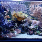 Ansicht Aquarium links