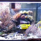 Ansicht Aquarium links