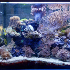 Ansicht Aquarium rechts