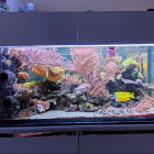 Gesamtansicht Aquarium linke Seite