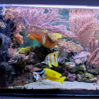 Ansicht Aquarium links