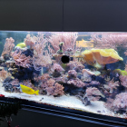 Gesamtansicht Aquarium rechte Seite