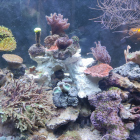 Aquarium linke Seite