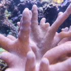 Lobophytum Weichkoralle