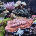Montipora Platte und andere Korallen