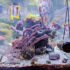 Gesamtansicht Aquarium Stirnseite