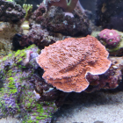 rote Montipora Platte und andere Korallen
