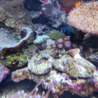 diverse Korallen