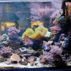 Ansicht Aquarium rechte Seite