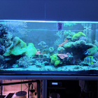 Gesamtansicht Aquarium linke Seite im Blaulicht