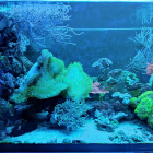 Ansicht Aquarium linke Seite im Blaulicht