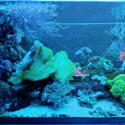Ansicht Aquarium linke Seite im Blaulicht