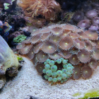 Palythoa Krustenanemonen mit Mandarin-Männchen (Synchiropus splendidus)