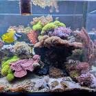 Ansicht Aquarium linke Seite