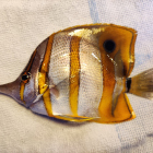 toter Pinzettfisch (Chelmon rostratus) :-(