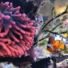 Amphiprion ocellaris Clowni mit Eiern