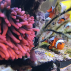 Amphiprion ocellaris Clowni mit Eiern