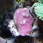 Chalice "Pink Bobbies"