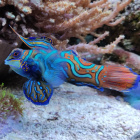 Synchiropus splendidus Mandarinfisch Männchen