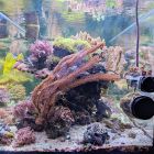 Gesamtansicht Aquarium Stirnseite