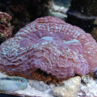 Großpolypige Steinkoralle (Acanthophyllia deshayesiana grün)