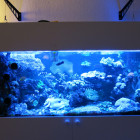 Gesamtansicht Aquarium