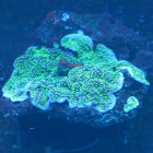 Montipora hoffmeisteri