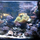 Ansicht Aquarium rechte Seite