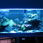 Gesamtansicht Aquarium linke Seite im Blaulicht
