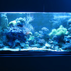 Gesamtansicht Aquarium rechte Seite im Blaulicht