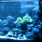 Ansicht Aquarium rechte Seite im Blaulicht