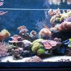 Ansicht Aquarium linke Seite