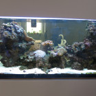 Gesamtansicht Aquarium rechte Seite