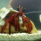 Dardanus megistos