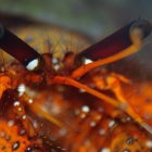 Dardanus megistos Dardanus megistos