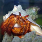 Dardanus megistos Dardanus megistos